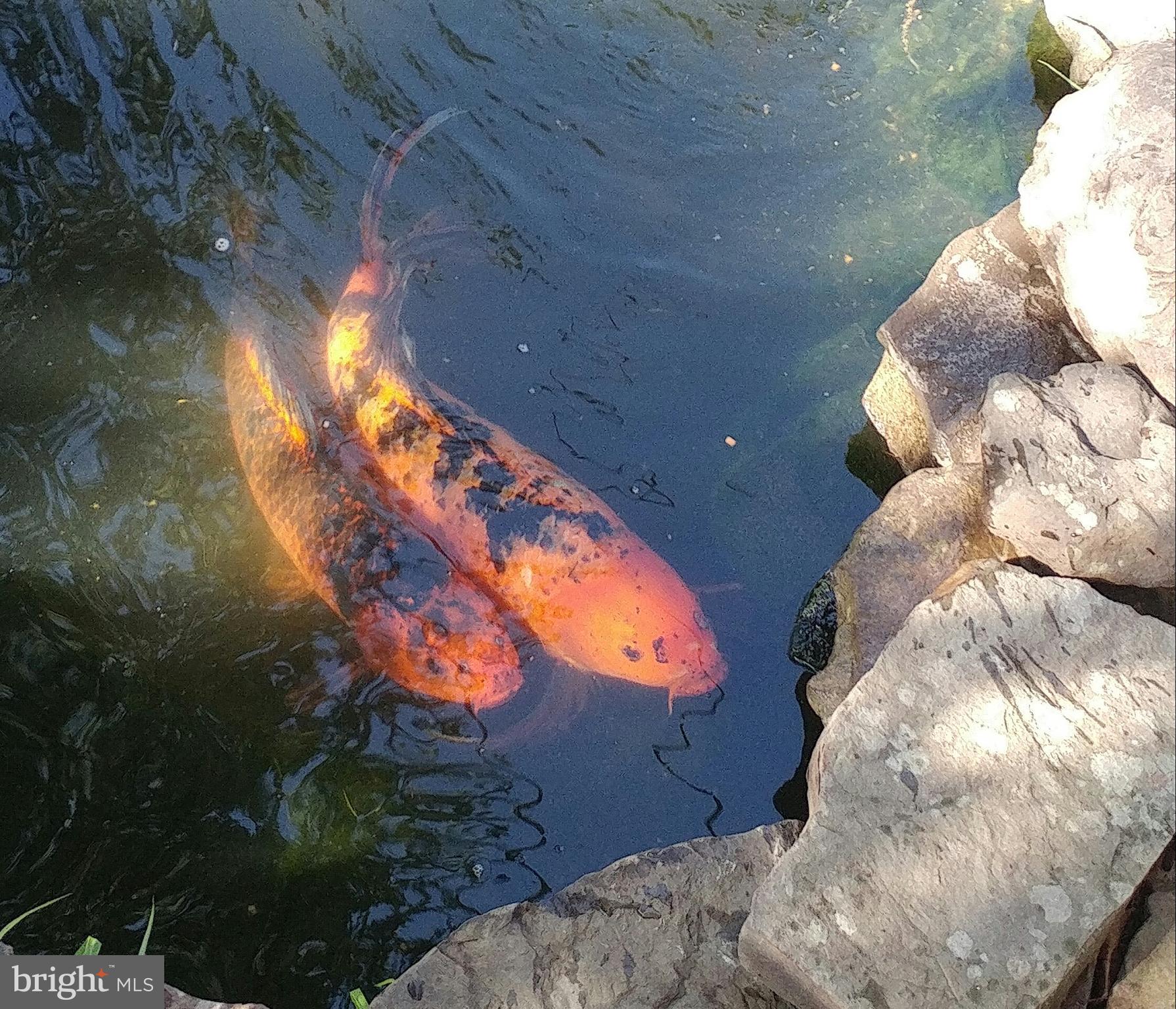Hungry Koi