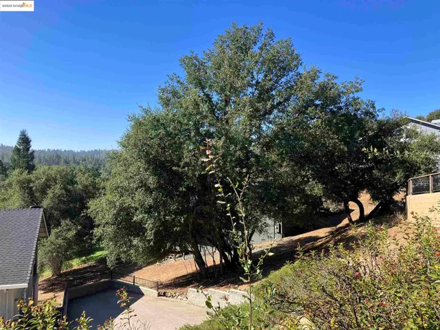 a view of a tree with a yard