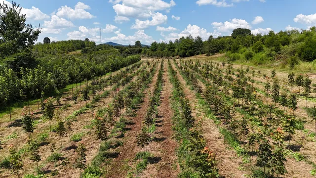 770 Hill Road, McMinnville, TN 37110