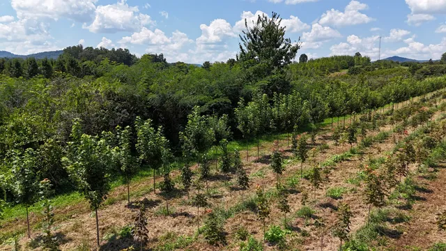 770 Hill Road, McMinnville, TN 37110