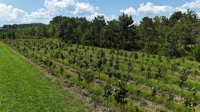 770 Hill Road, McMinnville, TN 37110