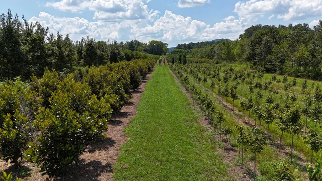 770 Hill Road, McMinnville, TN 37110