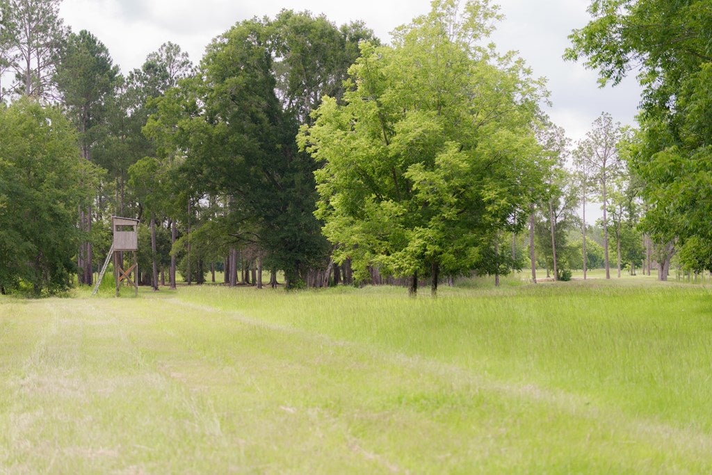 1232 Back Swindle Road Ray City, GA 31645 - Photo 43 of 50 Gallery Image 43