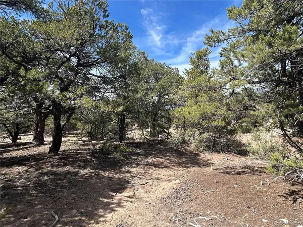 a view of a forest with trees