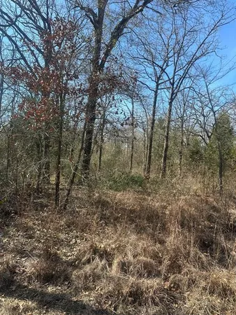 a view of a yard with large trees