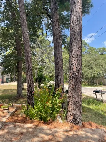 a view of a trees in a yard