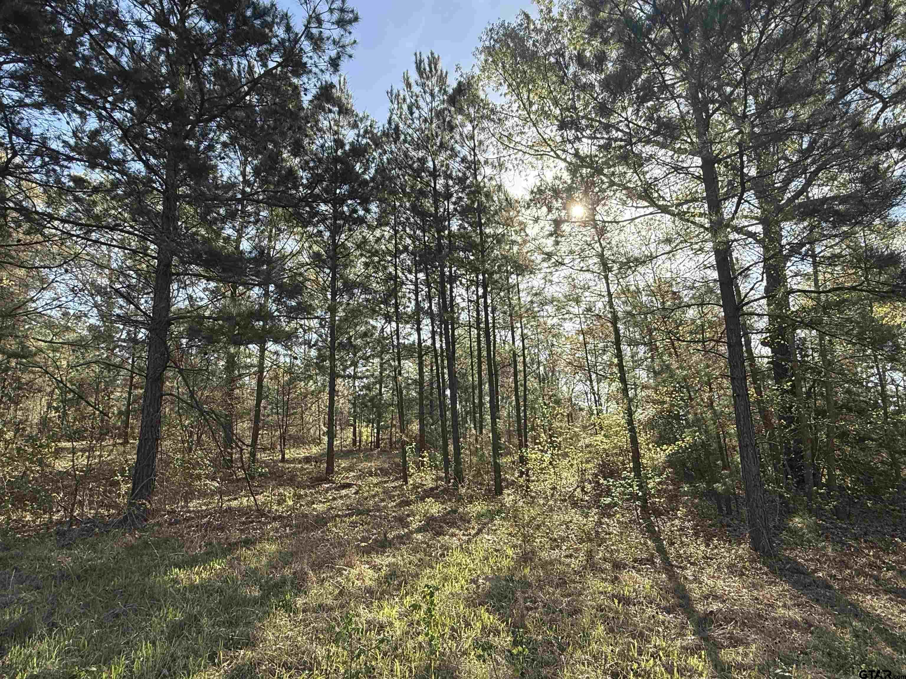 15830 Shady Creek Road Tyler, TX 75705 - Photo 6 of 18 a view of forest