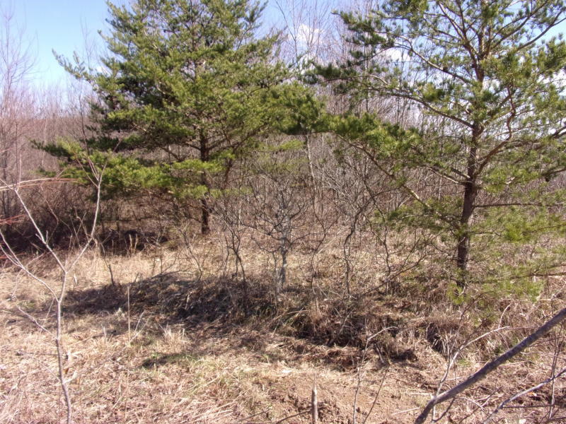 4 Brewer Road Pikeville, TN 37367 - Photo 8 of 18 20200309190756192946000000-o