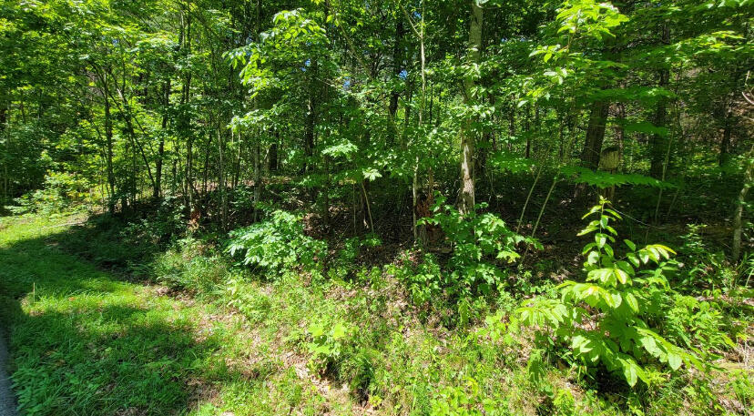 4200 Hazel Patch Road East Bernstadt, KY 40729 - Photo 3 of 4 IMG_4987