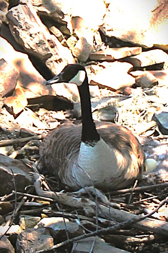 13202 Park Road Carlton, NY 14571 - Photo 45 of 50 Don't mess with Mother Goose, sitting on her clutc