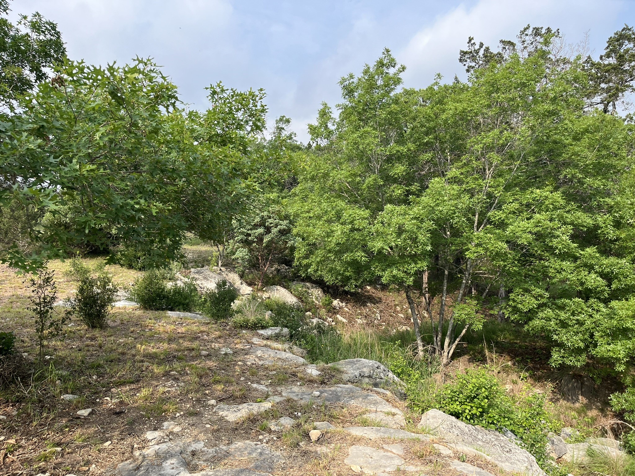 509 Greystone Road Dripping Springs, TX 78620 - Photo 11 of 38 a backyard of a house with a yard
