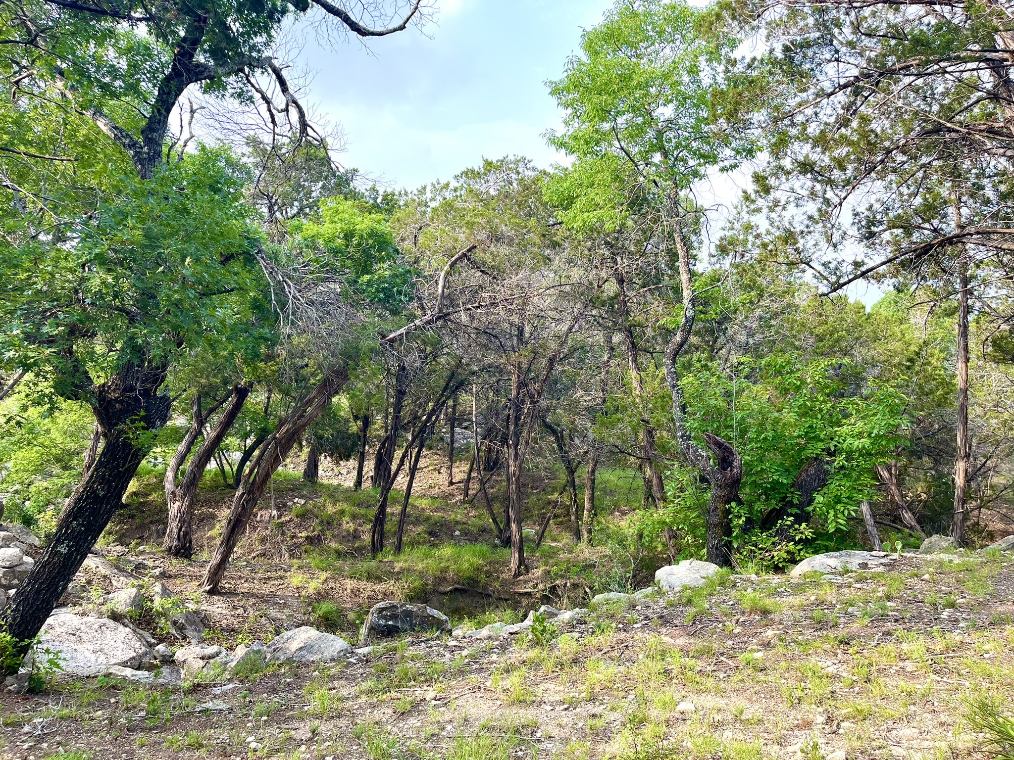 509 Greystone Road Dripping Springs, TX 78620 - Photo 13 of 38 a backyard of a house with lots of green space