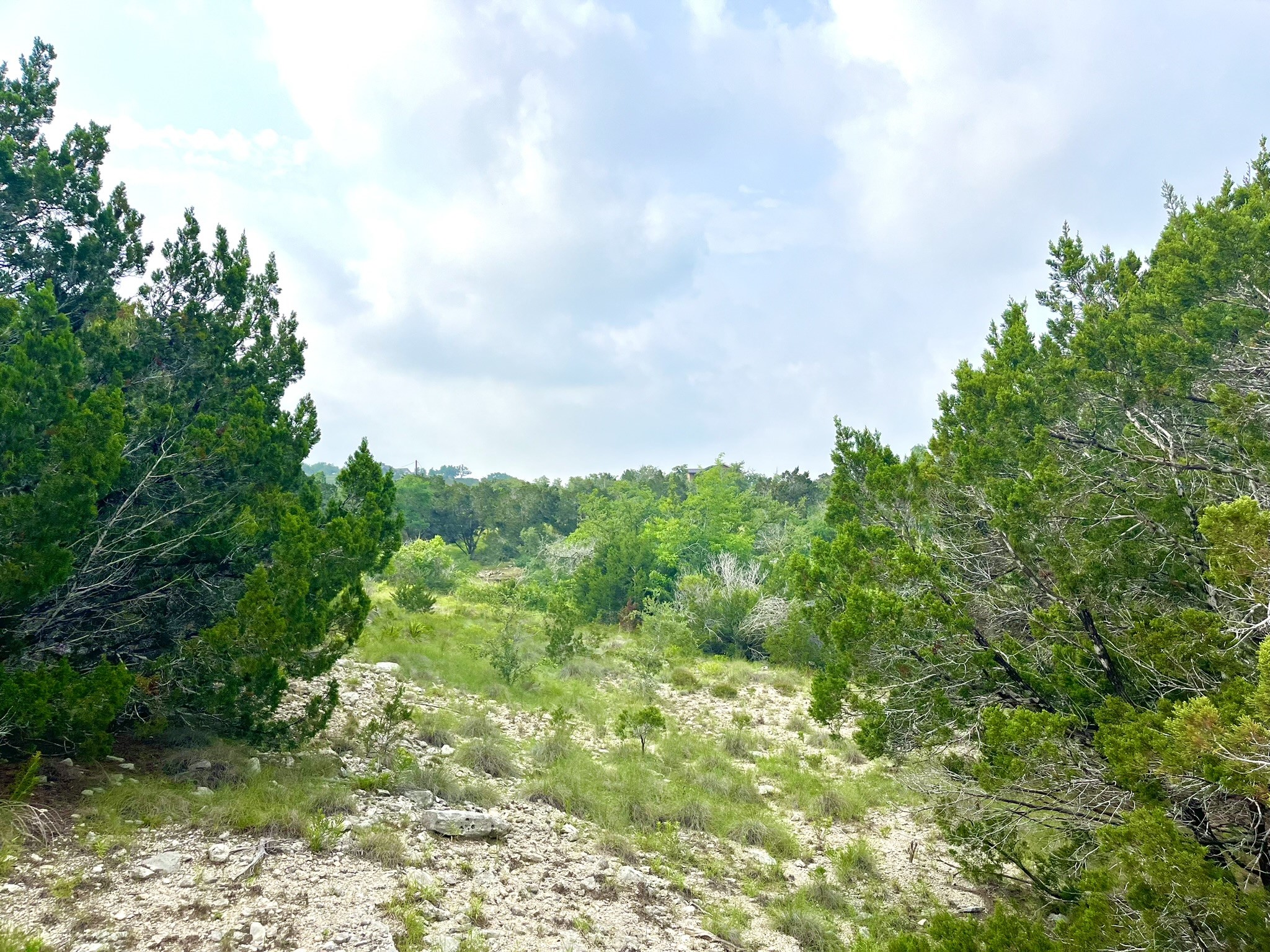 509 Greystone Road Dripping Springs, TX 78620 - Photo 15 of 38 a backyard of a house with lots of trees