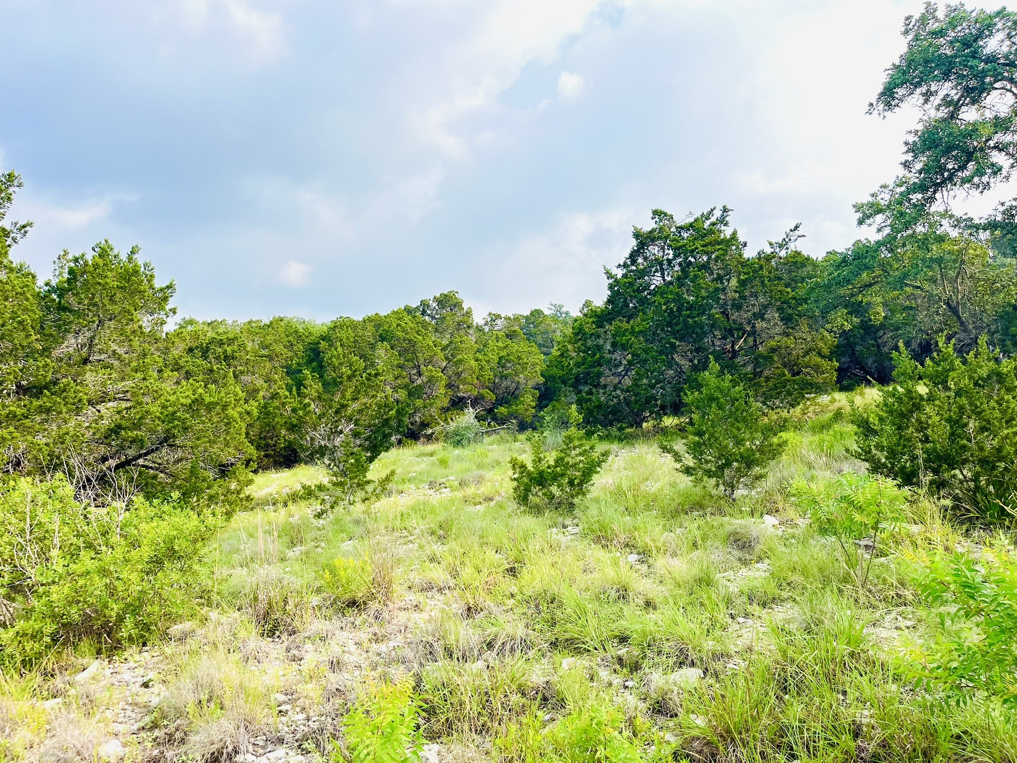 509 Greystone Road Dripping Springs, TX 78620 - Photo 16 of 38 a backyard of a house with lots of green space and garden view