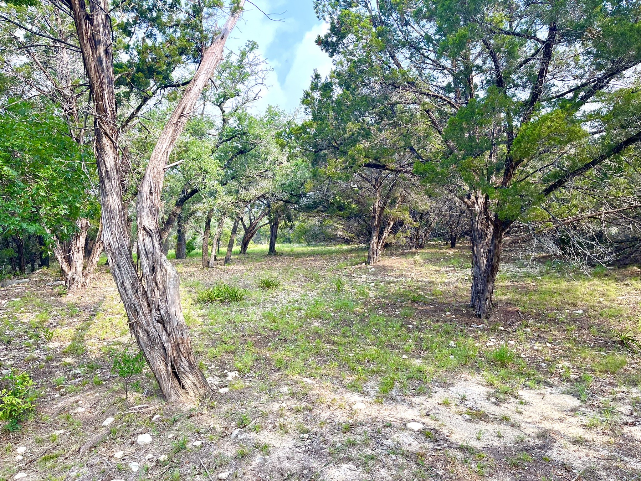 509 Greystone Road Dripping Springs, TX 78620 - Photo 17 of 38 a backyard of a house with lots of green space