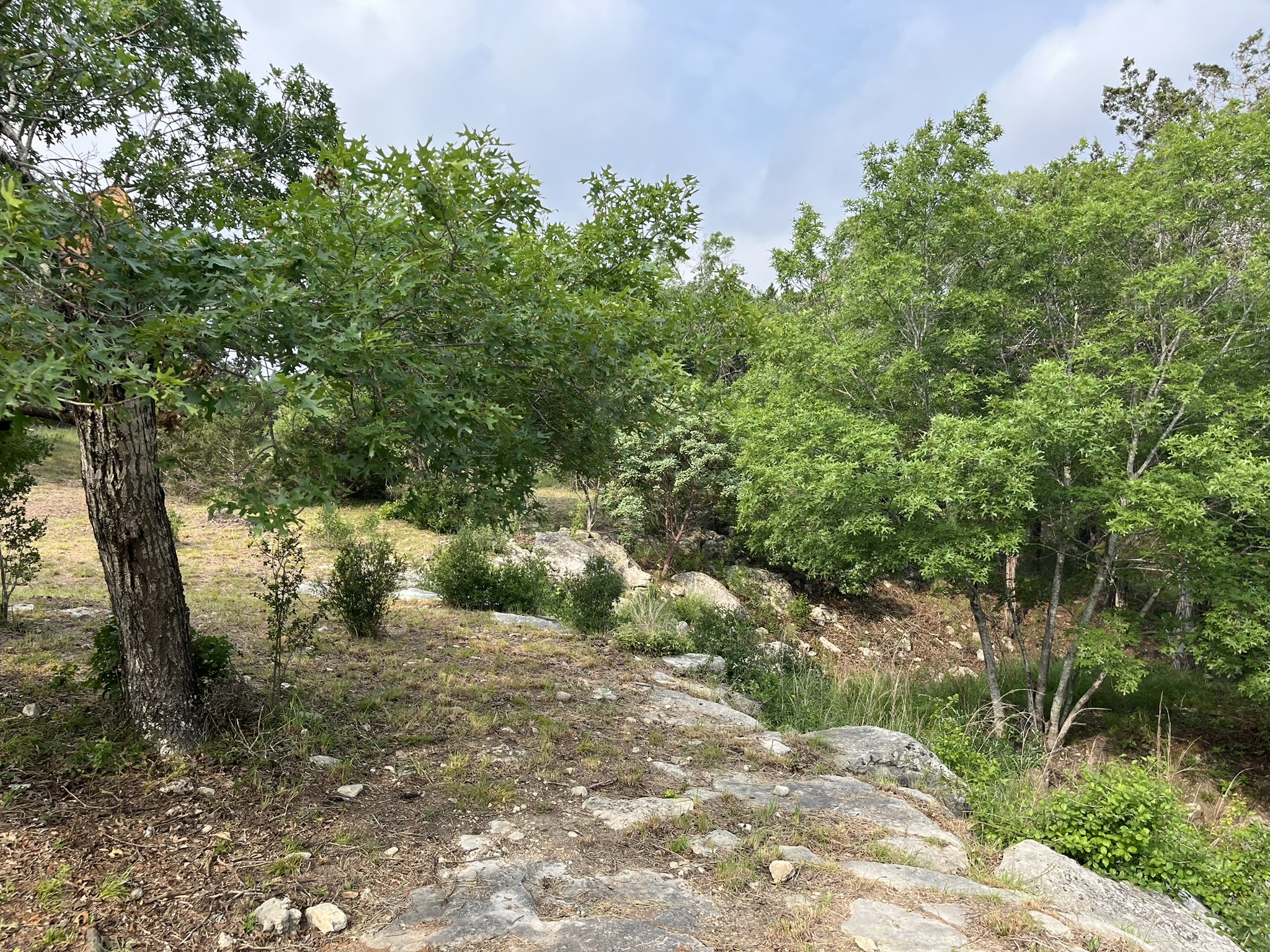 509 Greystone Road Dripping Springs, TX 78620 - Photo 18 of 38 a view of a yard with plants and large trees