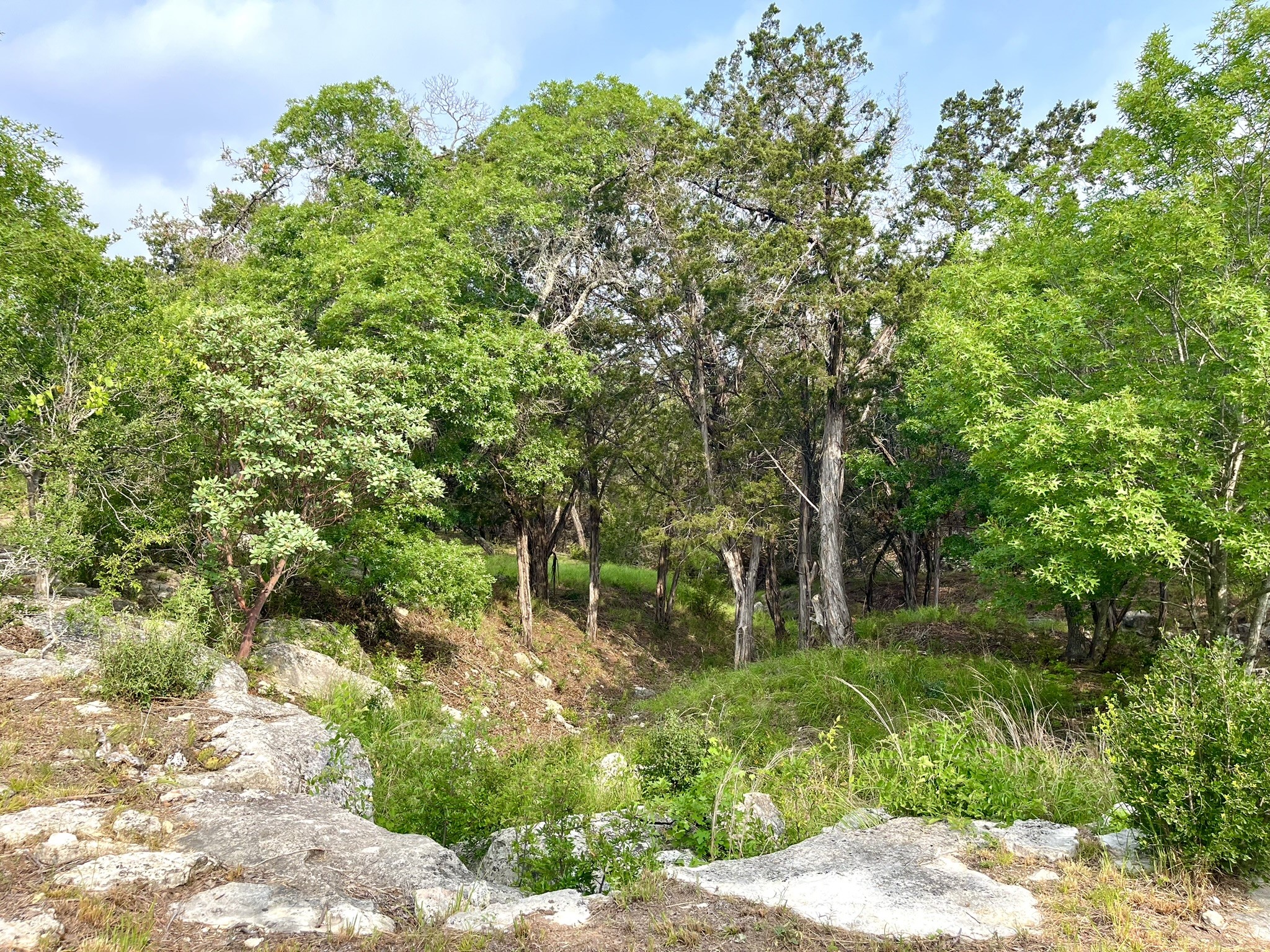 509 Greystone Road Dripping Springs, TX 78620 - Photo 20 of 38 a picture of trees