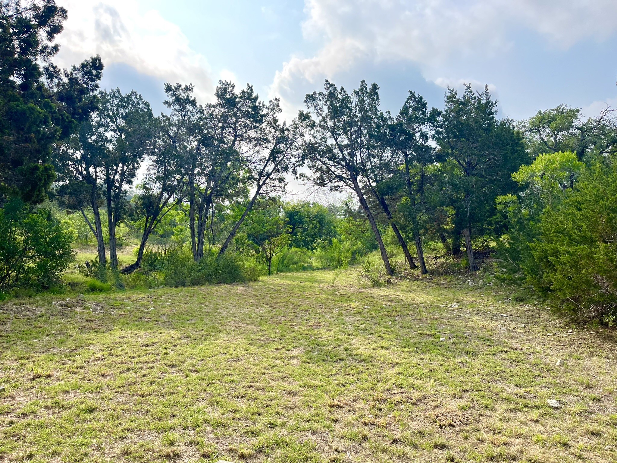 509 Greystone Road Dripping Springs, TX 78620 - Photo 21 of 38 a view of a yard with a tree