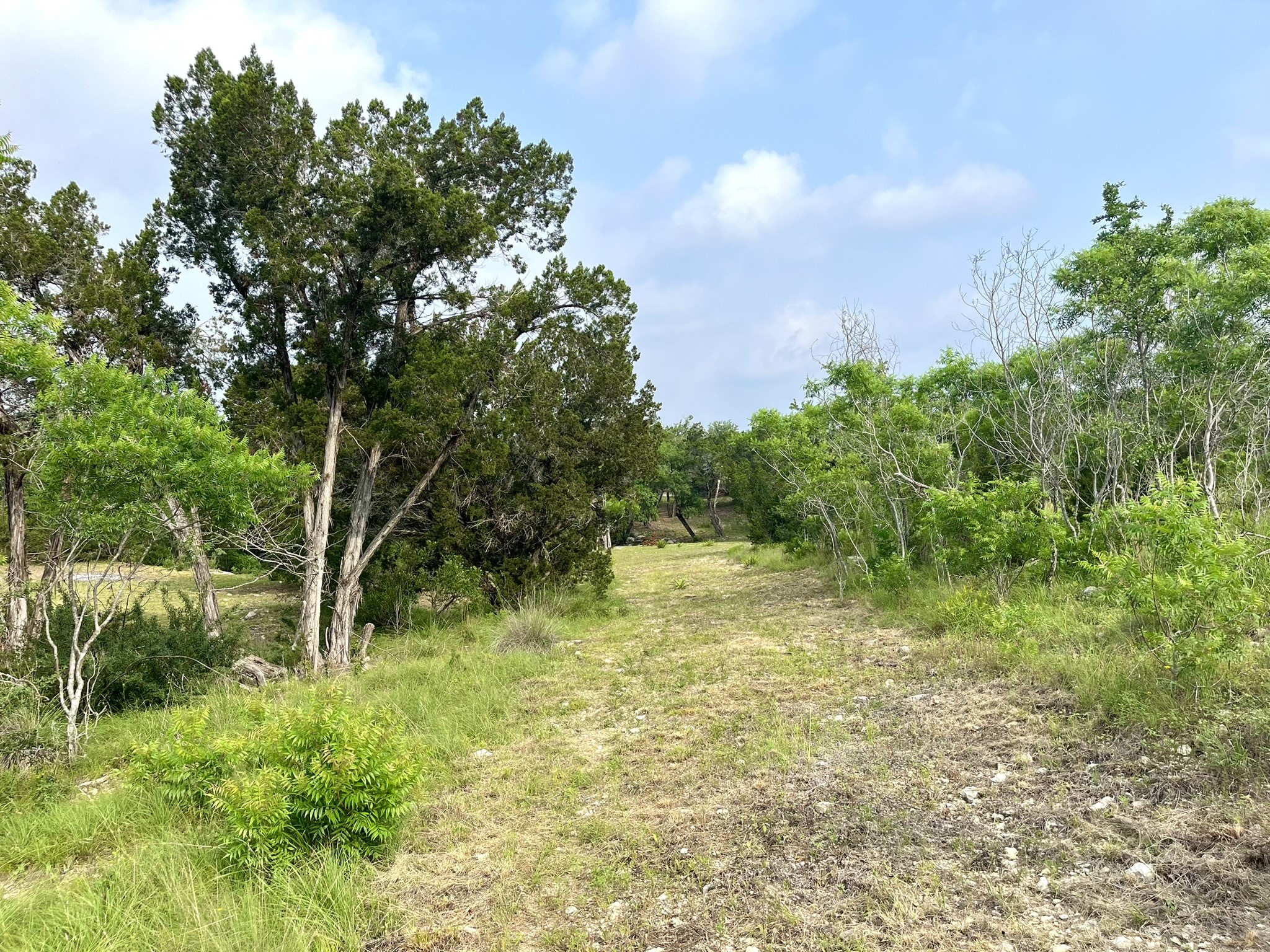 509 Greystone Road Dripping Springs, TX 78620 - Photo 23 of 38 a view of a yard with plants and large trees