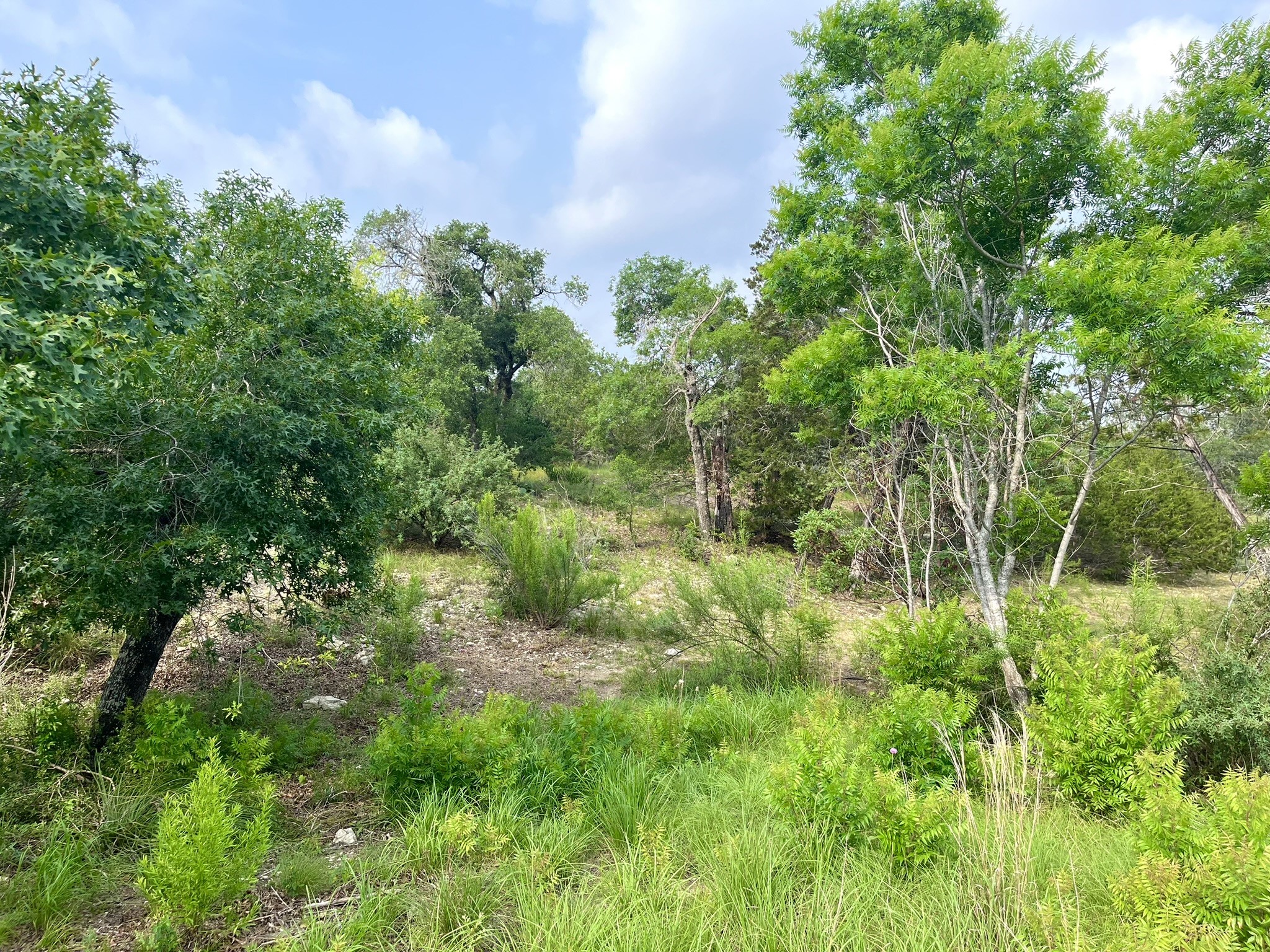 509 Greystone Road Dripping Springs, TX 78620 - Photo 24 of 38 a view of a garden
