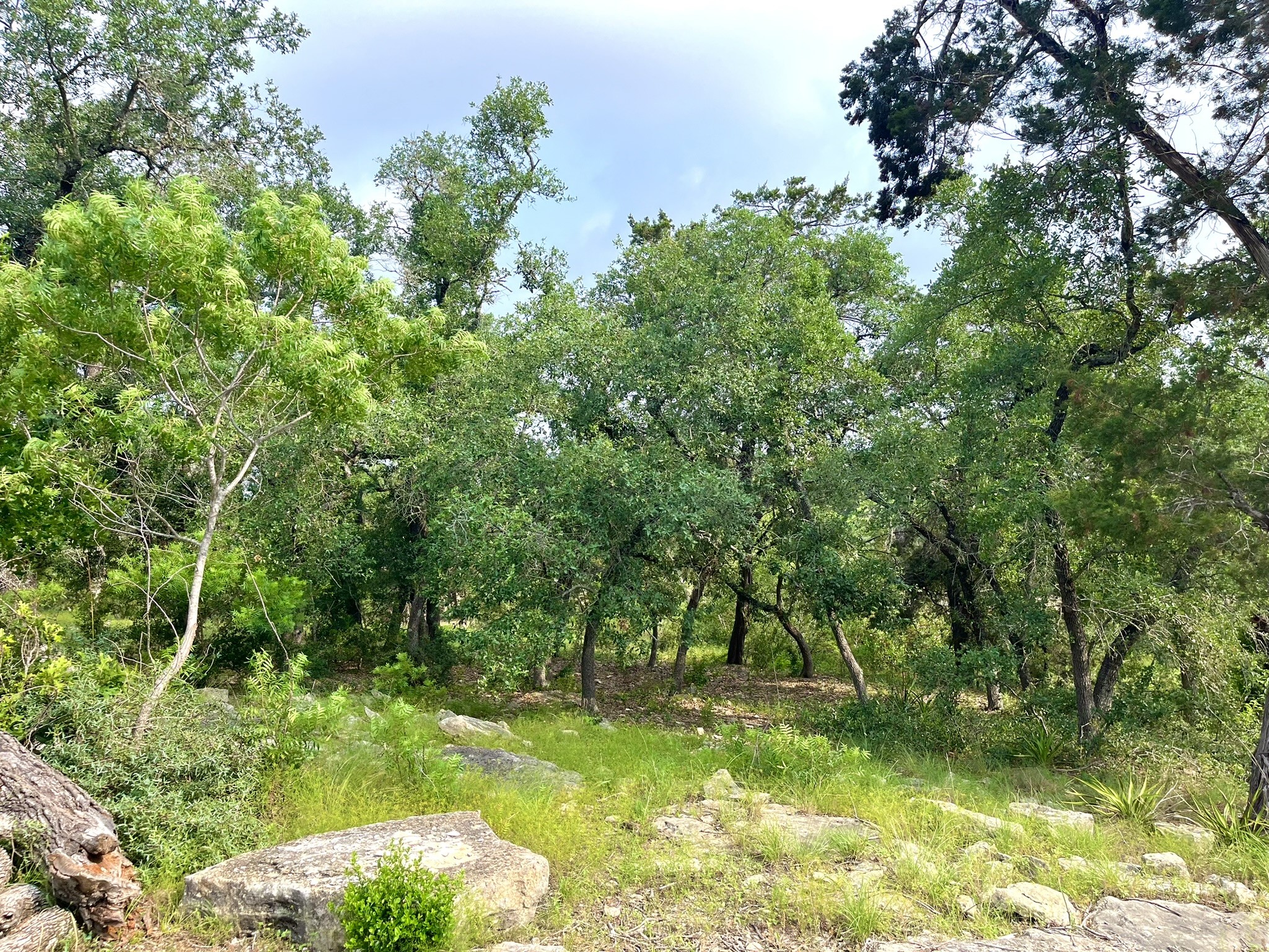 509 Greystone Road Dripping Springs, TX 78620 - Photo 25 of 38 a view of yard with green space