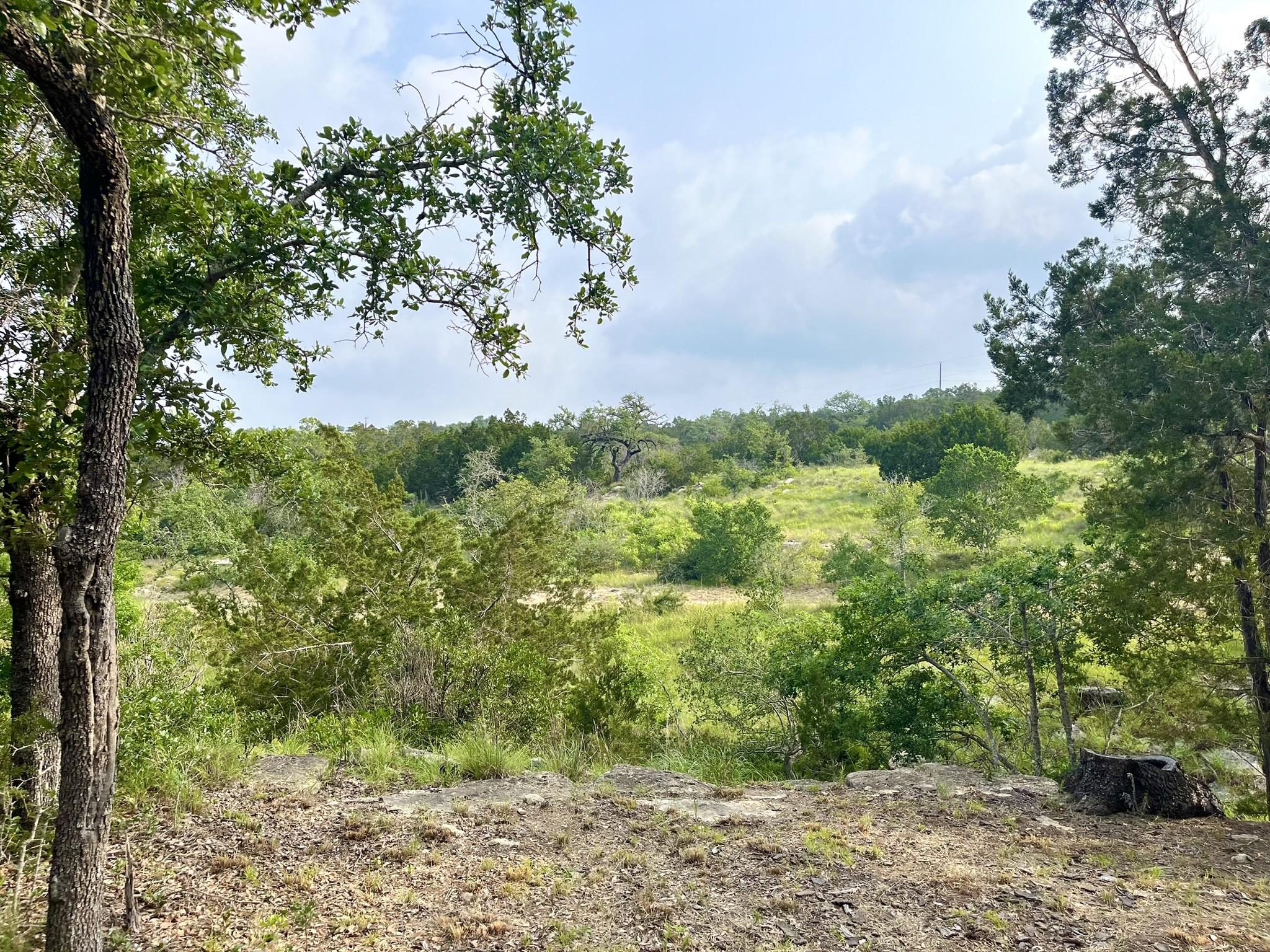 509 Greystone Road Dripping Springs, TX 78620 - Photo 27 of 38 a view of a yard with plants and a large tree