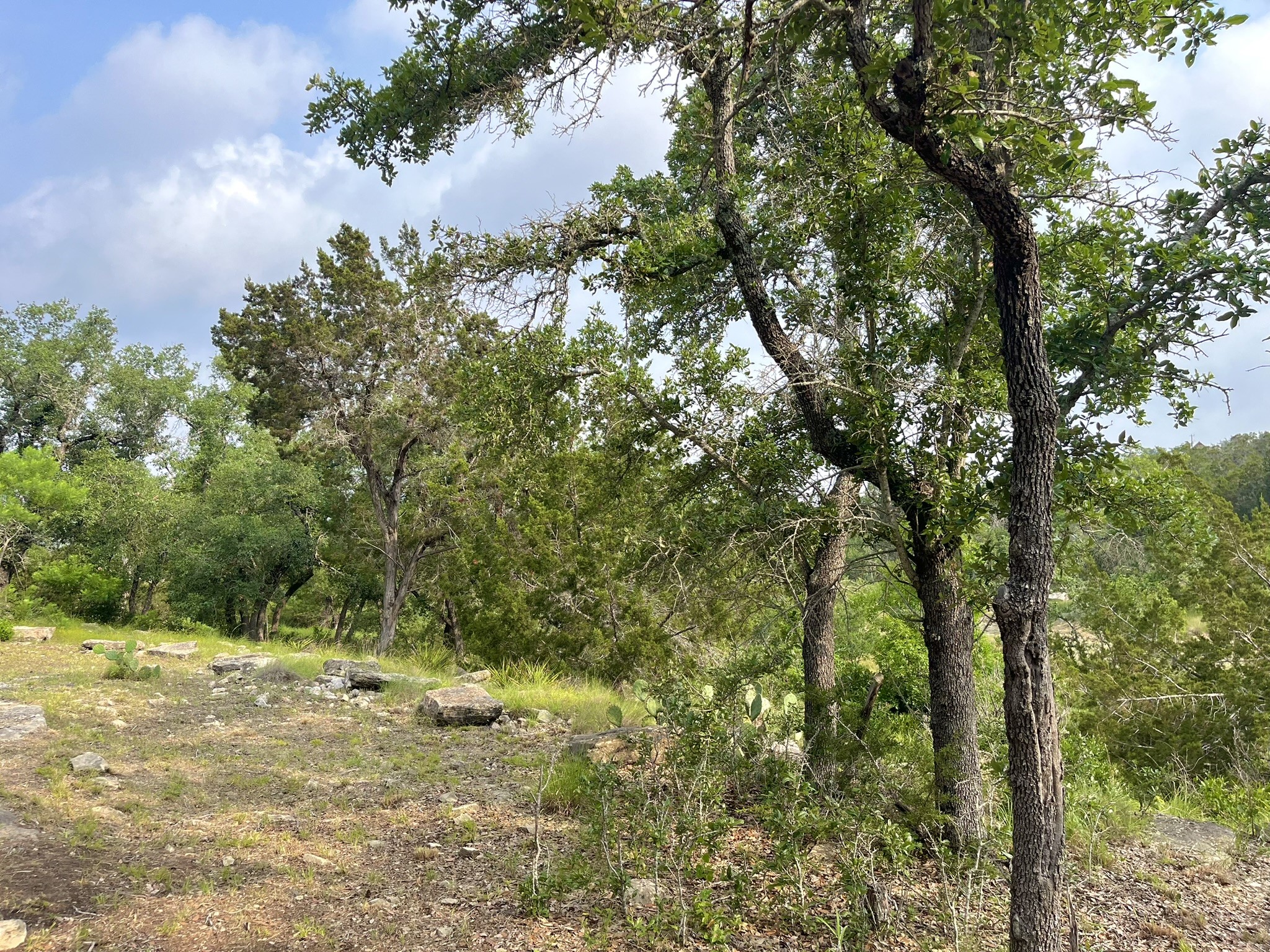 509 Greystone Road Dripping Springs, TX 78620 - Photo 28 of 38 a view of a forest with trees