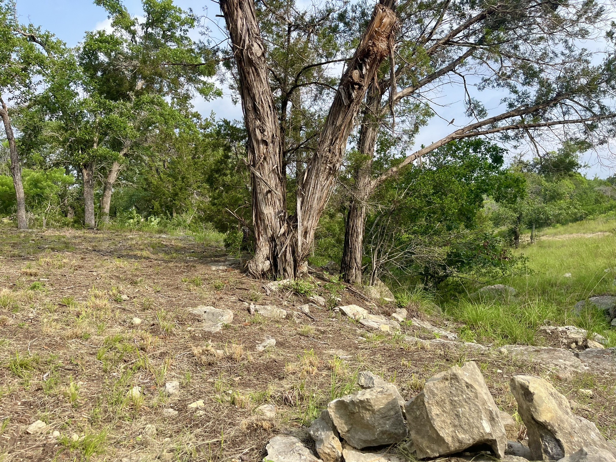 509 Greystone Road Dripping Springs, TX 78620 - Photo 29 of 38 a view of a yard with plants and trees