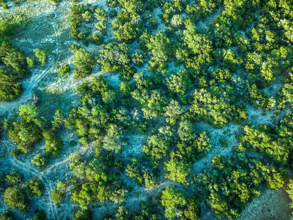 509 Greystone Road Dripping Springs, TX 78620 - Photo 32 of 38 a view of a lush green forest