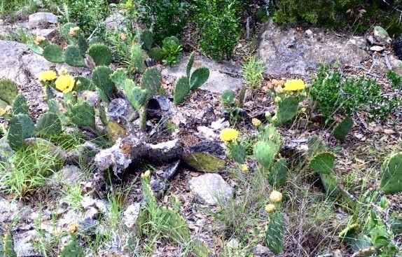 509 Greystone Road Dripping Springs, TX 78620 - Photo 33 of 38 a view of flowers in a garden