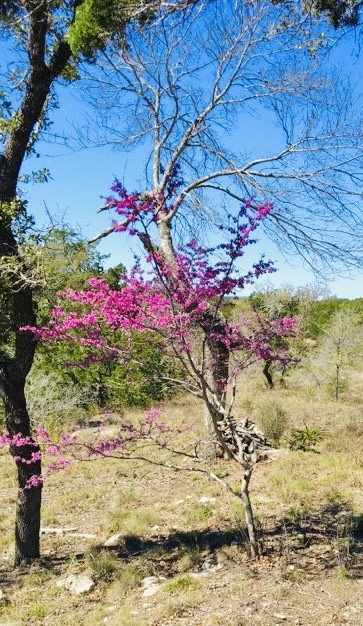 509 Greystone Road Dripping Springs, TX 78620 - Photo 34 of 38 a view of a flower arrangement in backyard