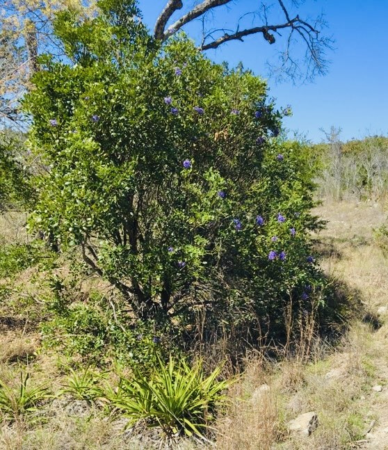 509 Greystone Road Dripping Springs, TX 78620 - Photo 35 of 38 a view of a yard
