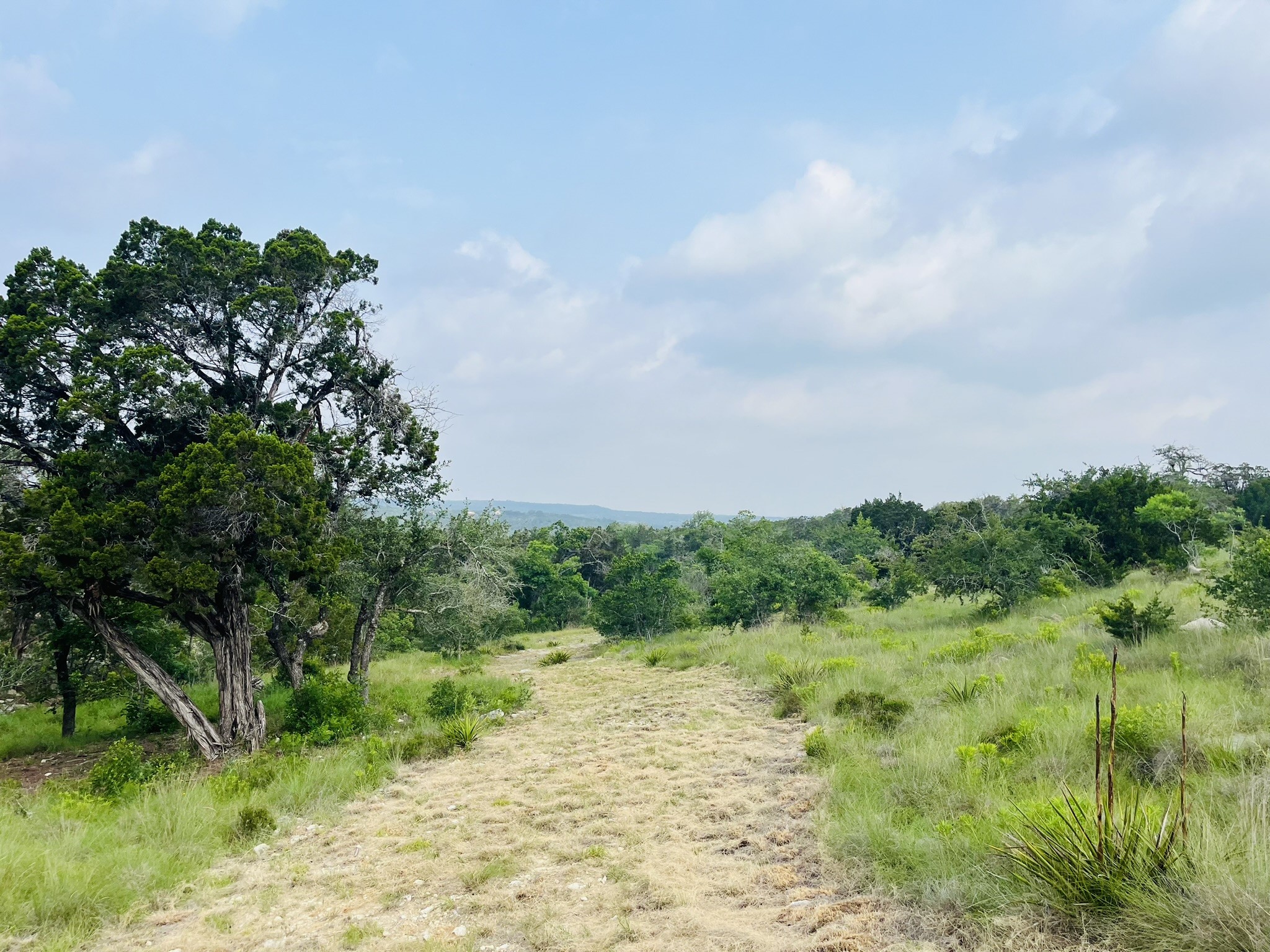 509 Greystone Road Dripping Springs, TX 78620 - Photo 4 of 38 a view of a garden with plants and large trees