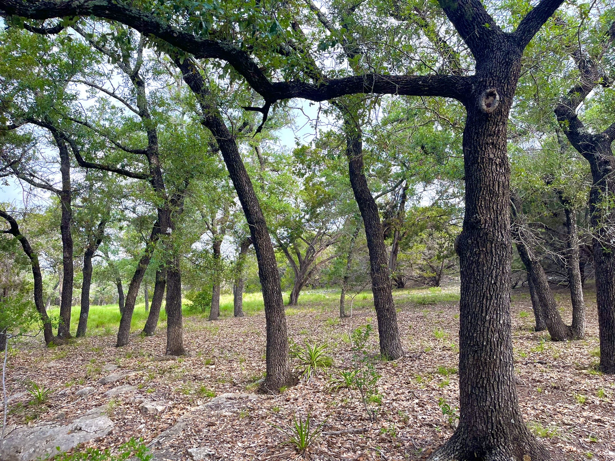 509 Greystone Road Dripping Springs, TX 78620 - Photo 6 of 38 a view of a trees in a yard with large trees