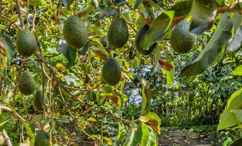 a backyard of a tree