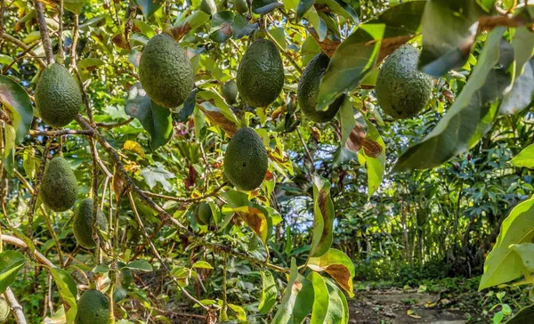 a backyard of a tree
