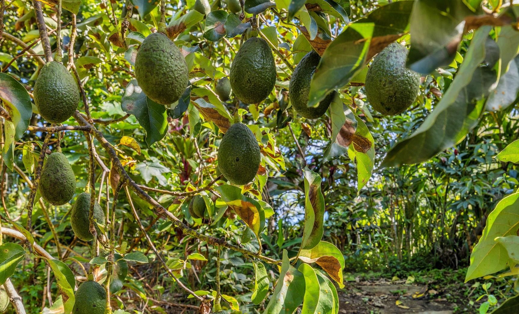 Undisclosed Address Haiku, HI 96708 - Photo 34 of 42 a view of a tree