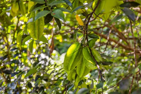 a picture of flowers