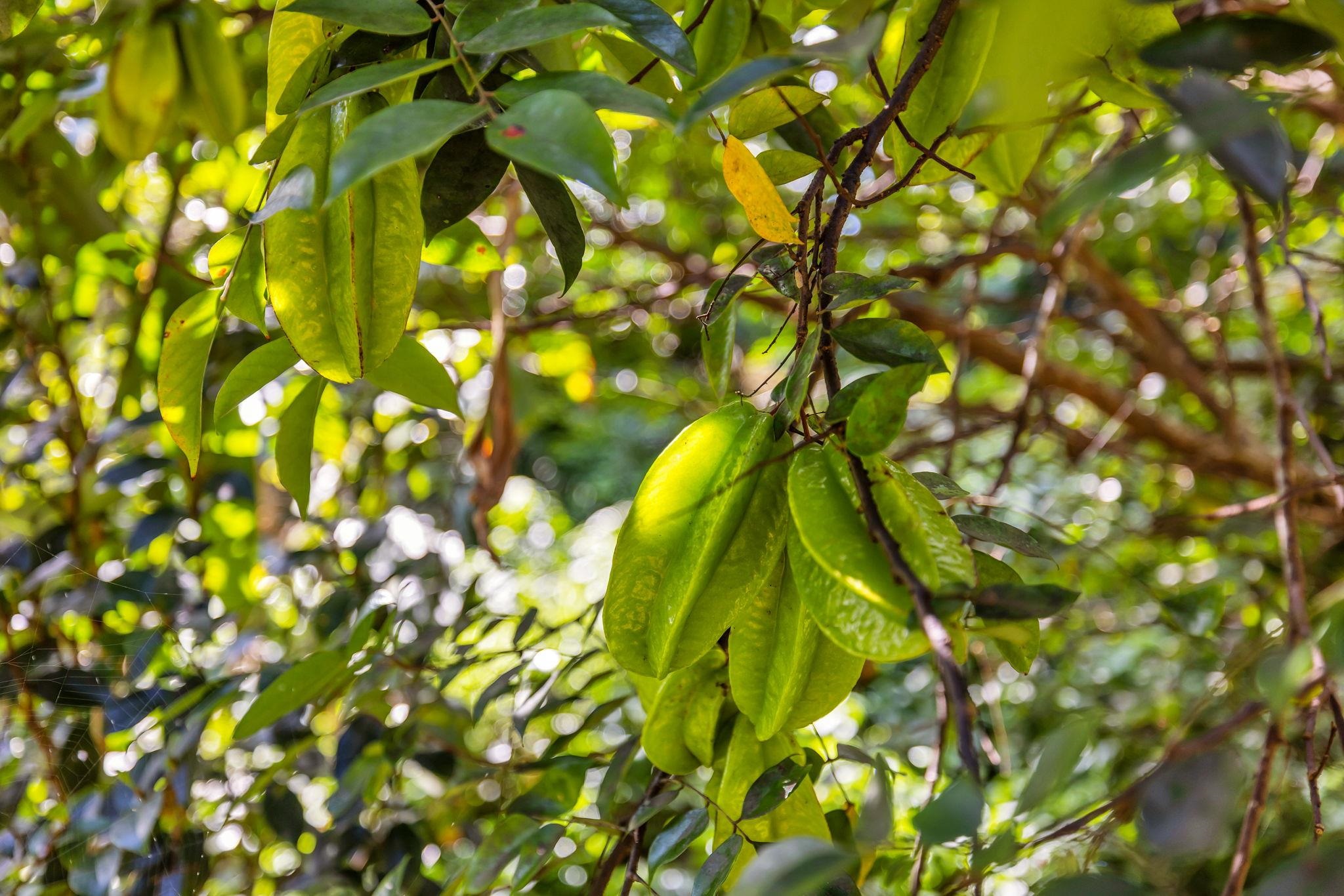 Undisclosed Address Haiku, HI 96708 - Photo 35 of 42 a backyard of a tree