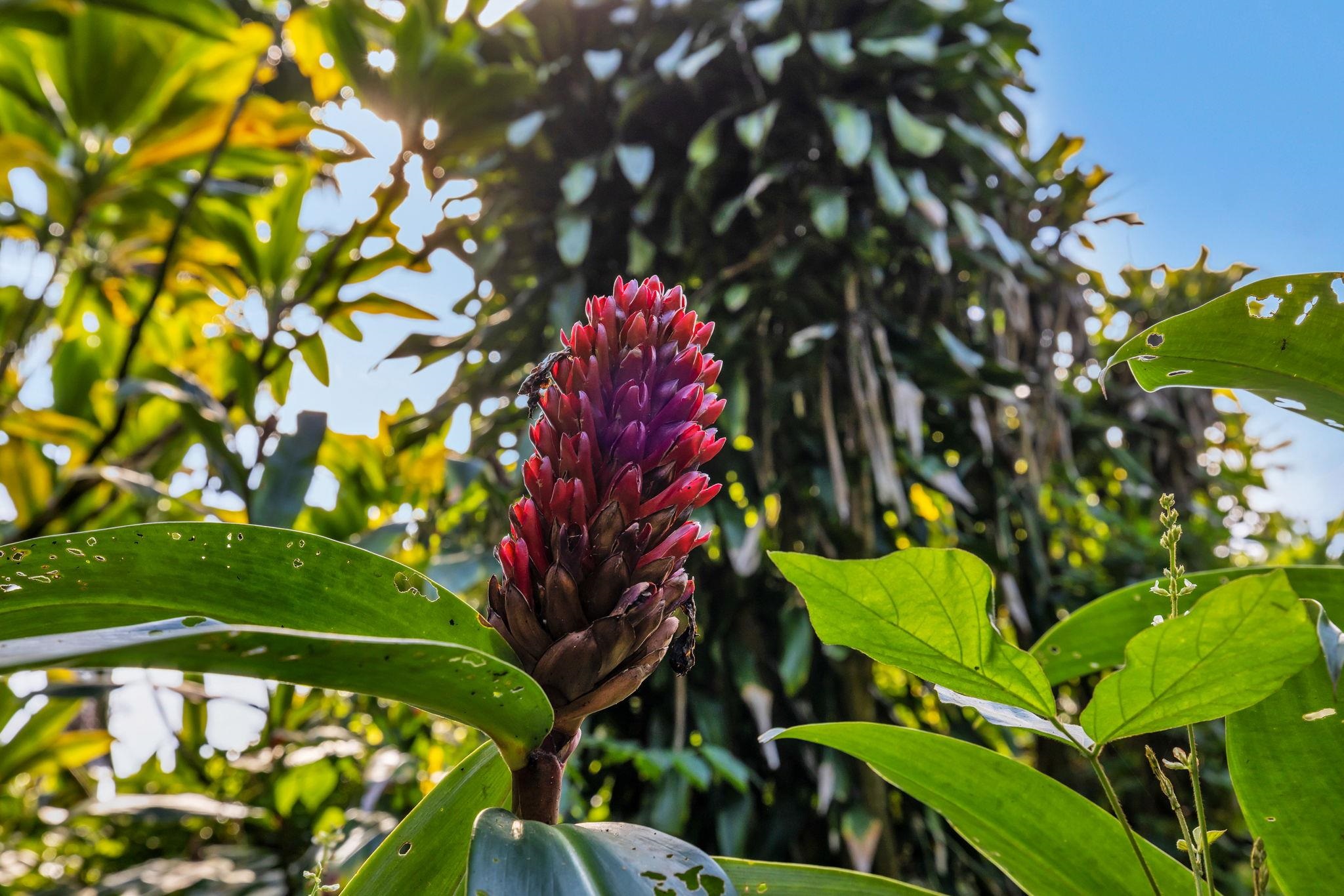 Undisclosed Address Haiku, HI 96708 - Photo 36 of 42 a picture of flowers