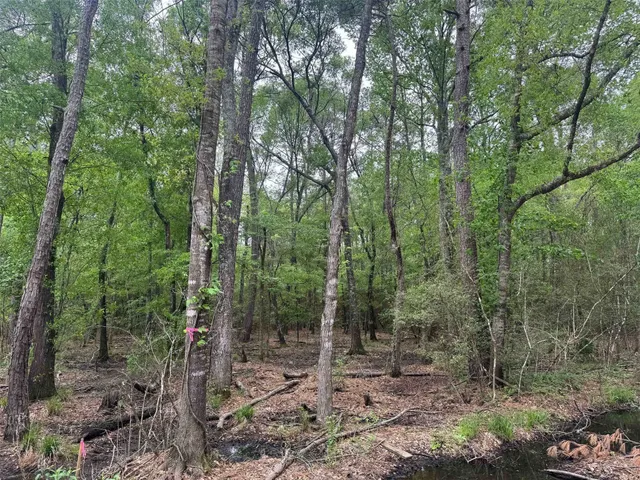a view of a forest with trees