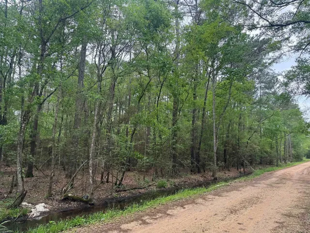a view of a forest with a trees