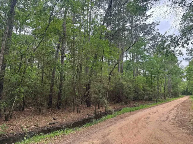 a view of a forest with trees