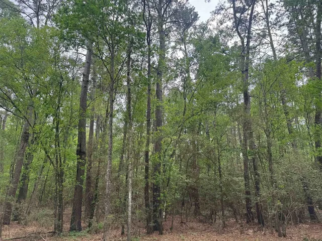 a view of a forest next to a forest