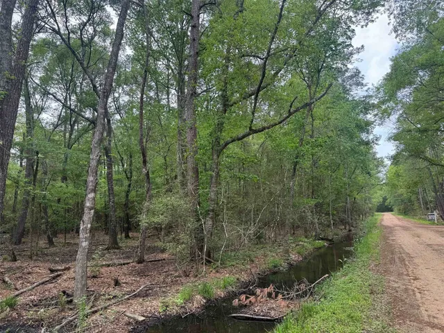a view of a forest filled with trees