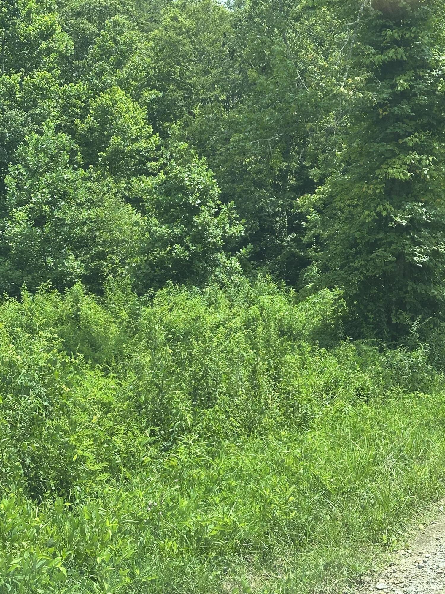 20-ac Little Rock Creek Road Strunk, KY 42649 - Photo 2 of 5 IMG_6591