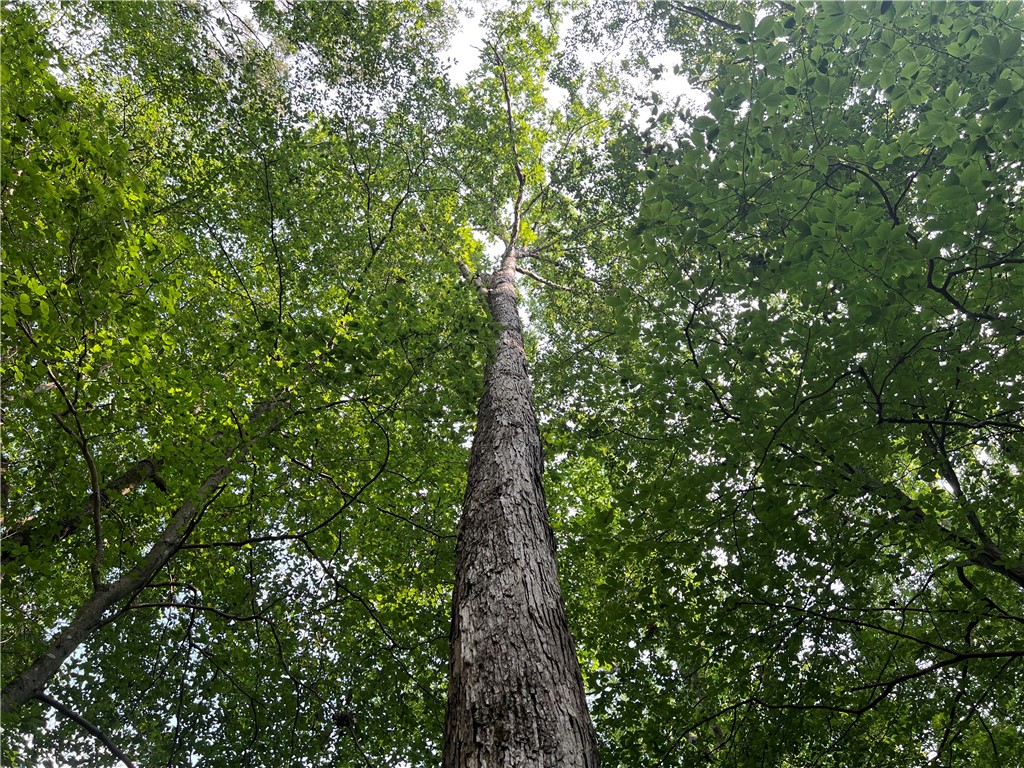0 Cann Road Anderson, SC 29625 - Photo 13 of 27 Gallery Image 13
