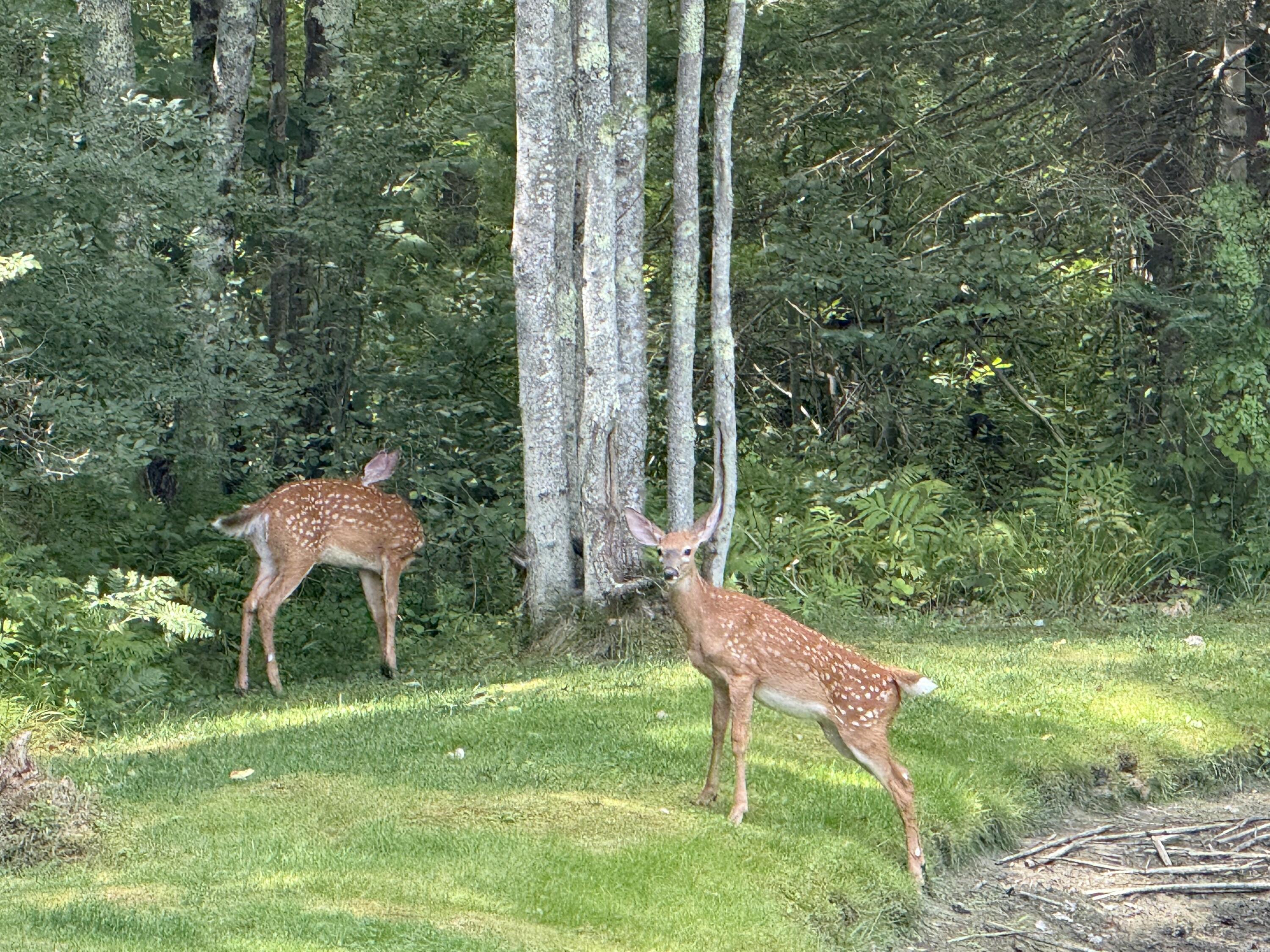 1159 Hotel Road Auburn, ME 04210 - Photo 27 of 35 Deer by Pond