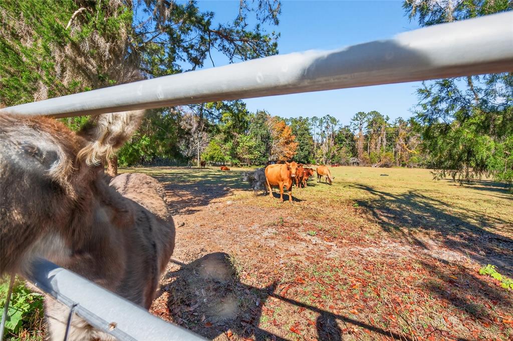 15340 Northwest 65th Avenue Road Reddick, FL 32686 - Photo 24 of 45 a view of swimming pool from a balcony