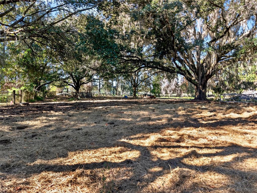 15340 Northwest 65th Avenue Road Reddick, FL 32686 - Photo 43 of 45 a view of dirt yard with a large tree